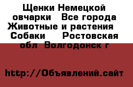 Щенки Немецкой овчарки - Все города Животные и растения » Собаки   . Ростовская обл.,Волгодонск г.